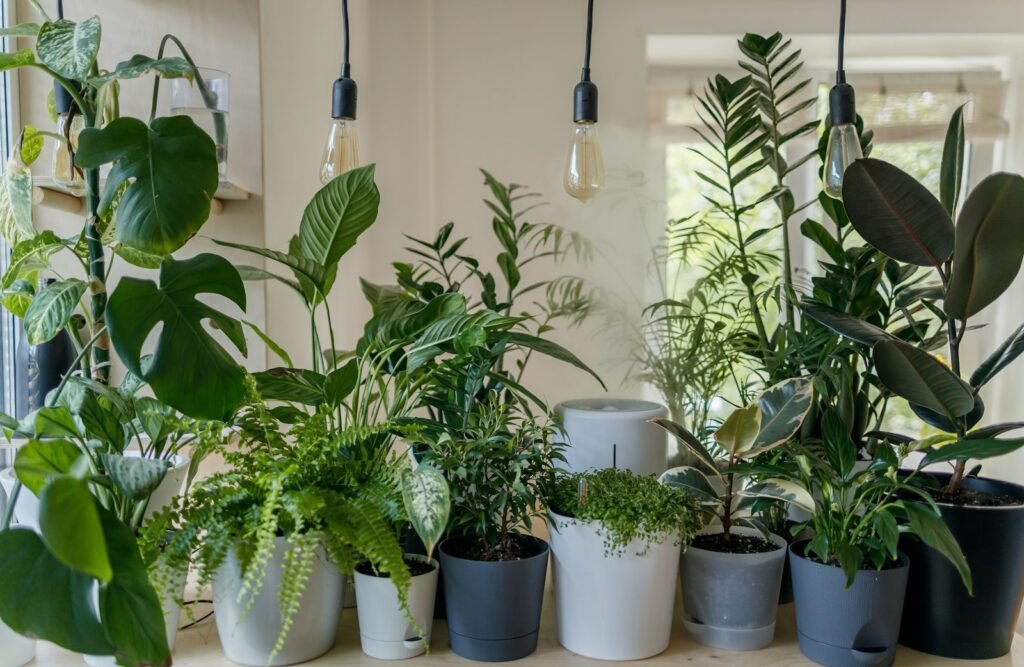 Green potted plant in a white ceramic pot on a windowsill