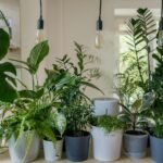 Green potted plant in a white ceramic pot on a windowsill