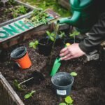 Person planting seedlings into a raised garden bed